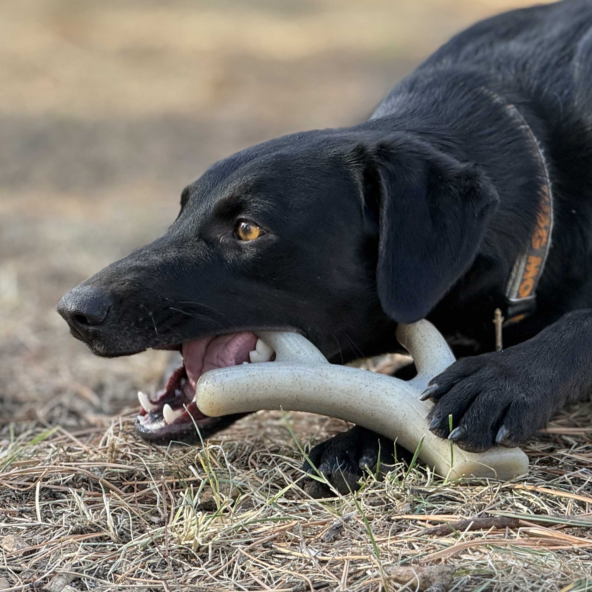 Ever Antler Nylon Chew Bone | Elk Antler Shaped Dog Toy for Aggressive Chewers | SodaPup